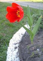 tulipan